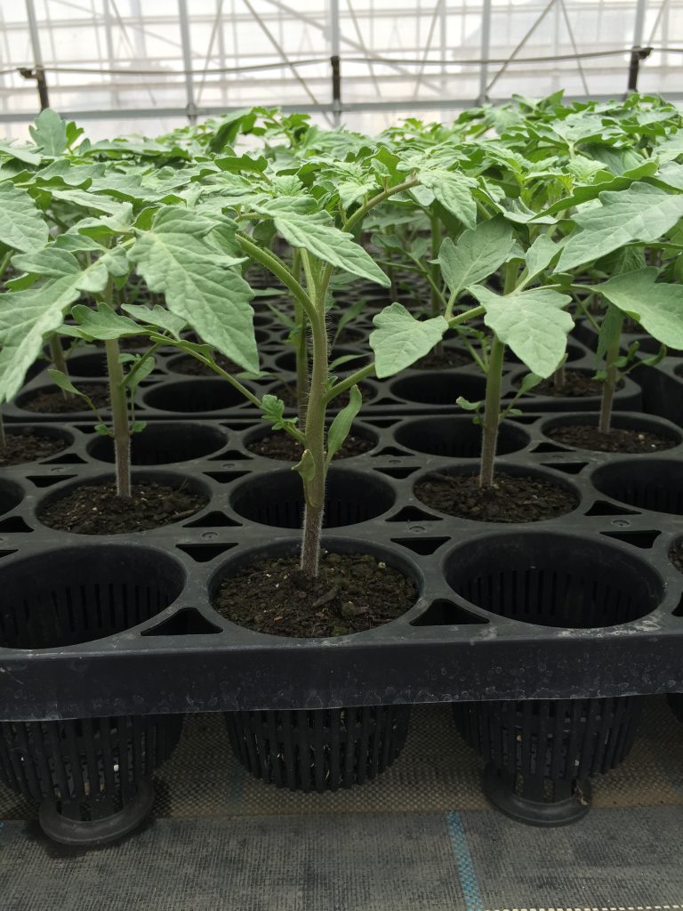 トマトの苗